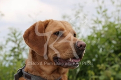 Retriever - Fox Red Labrador