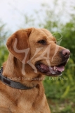 Retriever - Fox Red Labrador
