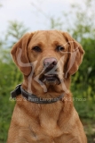 Retriever - Fox Red Labrador