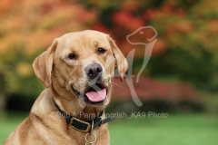 Retriever - Fox Red Labrador