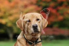 Retriever - Fox Red Labrador