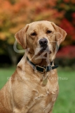 Retriever - Fox Red Labrador