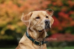 Retriever - Fox Red Labrador