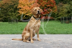 Retriever - Fox Red Labrador