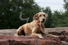 Retriever - Fox Red Labrador