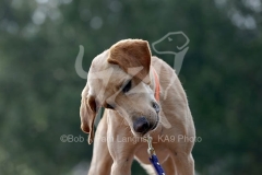 Retriever - Fox Red Labrador