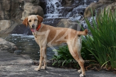 Retriever - Fox Red Labrador