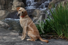 Retriever - Fox Red Labrador