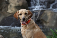 Retriever - Fox Red Labrador