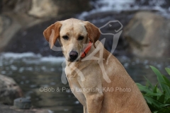 Retriever - Fox Red Labrador