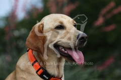 Retriever - Fox Red Labrador
