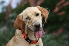 Retriever - Fox Red Labrador