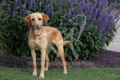Retriever - Fox Red Labrador