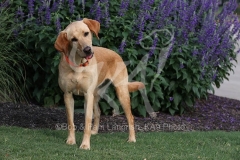 Retriever - Fox Red Labrador