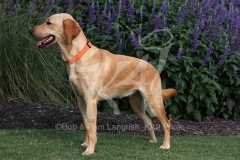 Retriever - Fox Red Labrador