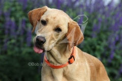 Retriever - Fox Red Labrador