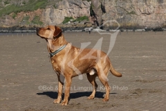 Retriever - Fox Red Labrador