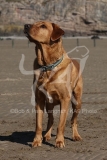 Retriever - Fox Red Labrador