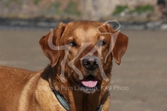 Retriever - Fox Red Labrador