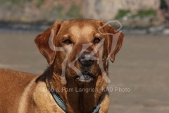 Retriever - Fox Red Labrador