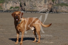Retriever - Fox Red Labrador
