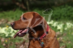 Retriever - Fox Red Labrador