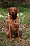 Retriever - Fox Red Labrador