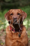 Retriever - Fox Red Labrador
