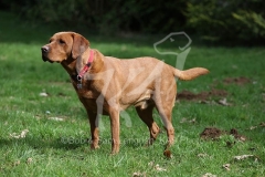 Retriever - Fox Red Labrador