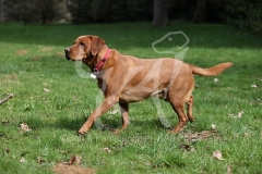 Retriever - Fox Red Labrador