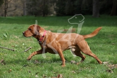 Retriever - Fox Red Labrador