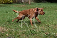 Retriever - Fox Red Labrador