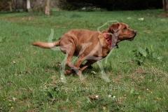 Retriever - Fox Red Labrador