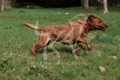 Retriever - Fox Red Labrador