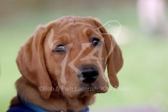 Retriever - Fox Red Labrador