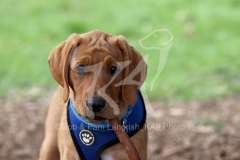 Retriever - Fox Red Labrador