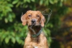 Retriever - Fox Red Labrador