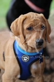 Retriever - Fox Red Labrador