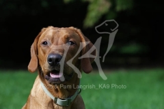 Retriever - Fox Red Labrador