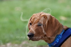 Retriever - Fox Red Labrador