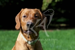 Retriever - Fox Red Labrador