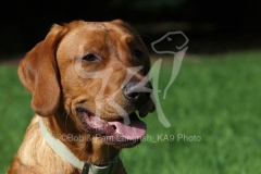 Retriever - Fox Red Labrador