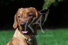 Retriever - Fox Red Labrador