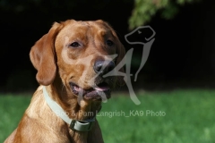 Retriever - Fox Red Labrador