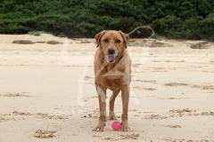 Retriever - Fox Red Labrador