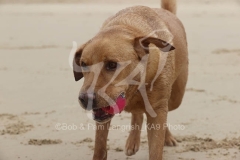 Retriever - Fox Red Labrador