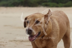 Retriever - Fox Red Labrador