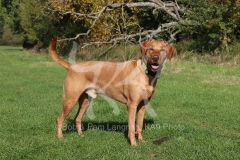 Retriever - Fox Red Labrador