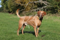 Retriever - Fox Red Labrador