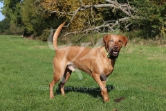 Retriever - Fox Red Labrador